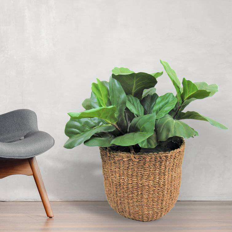 Beachcrest Home Deluxe 40'' Fiddle Leaf Fig Plant in Basket Wayfair.ca